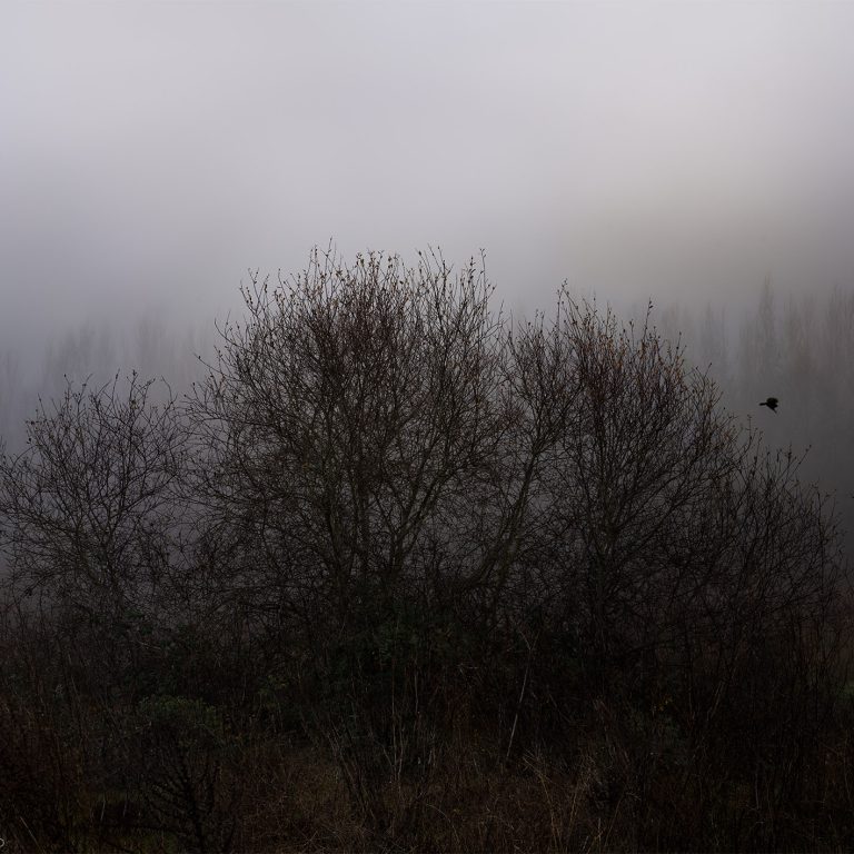 001entre marañaypajaro